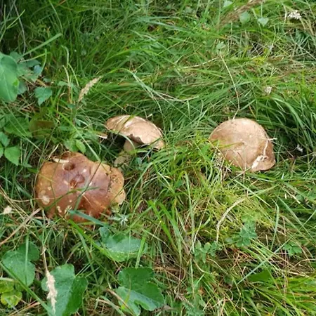 Wulli In Der Nähe Der Skianlagen Chalet